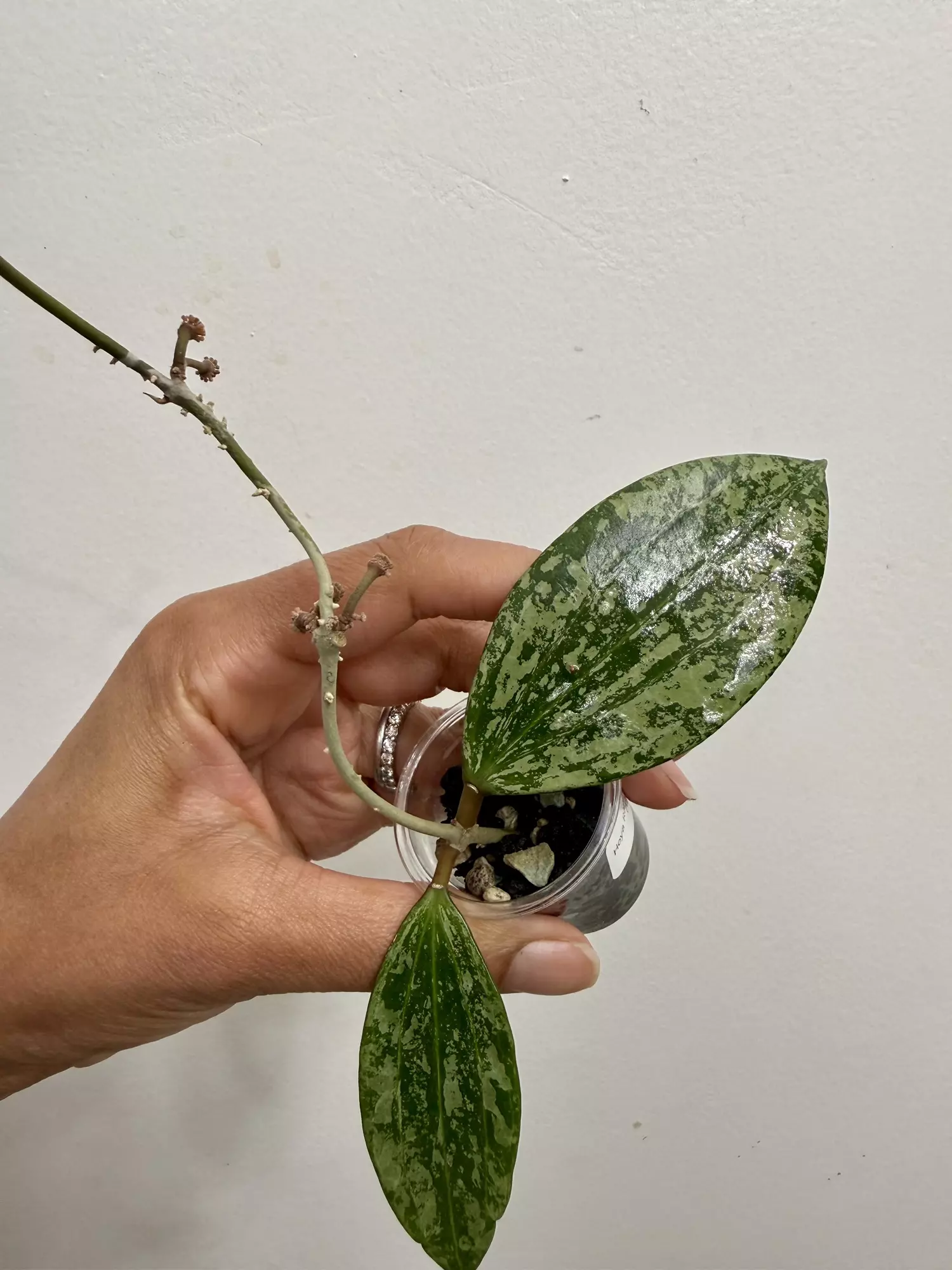 plant/Hoya Rangsan Splash (16)-0