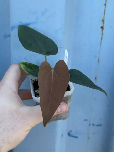 plant/0184 Lost Tag-0-thumbnail