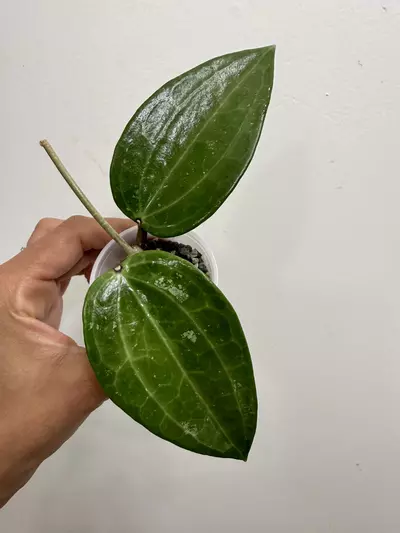 plant/Hoya Macrophylla Green form (118)-0-thumbnail
