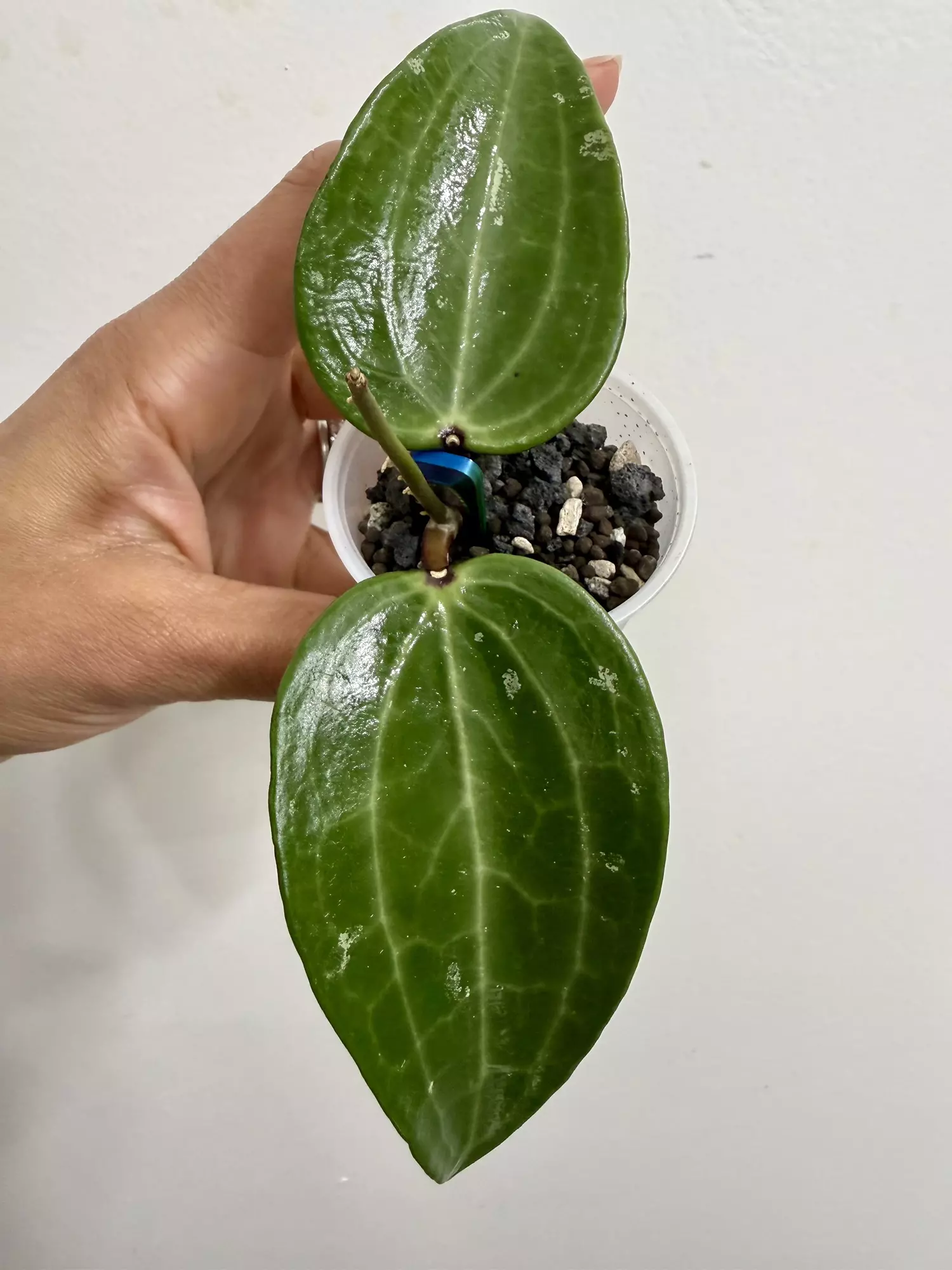 plant/Hoya Loyceandrewsiana (115)-0