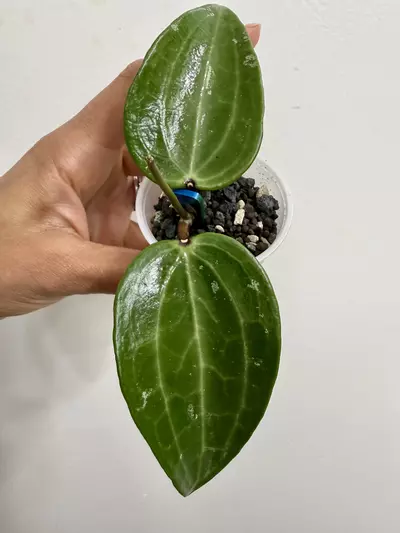 plant/Hoya Loyceandrewsiana (115)-0-thumbnail