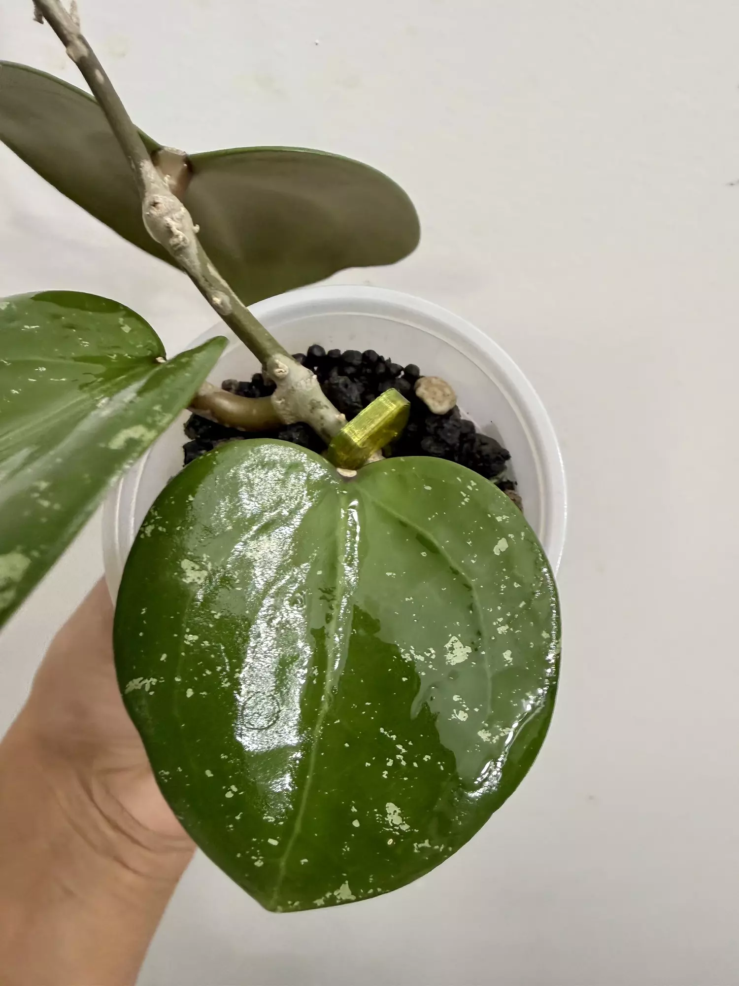 plant/Hoya WRX18-101 Verticillata HSL x Vitellina new (6)-0