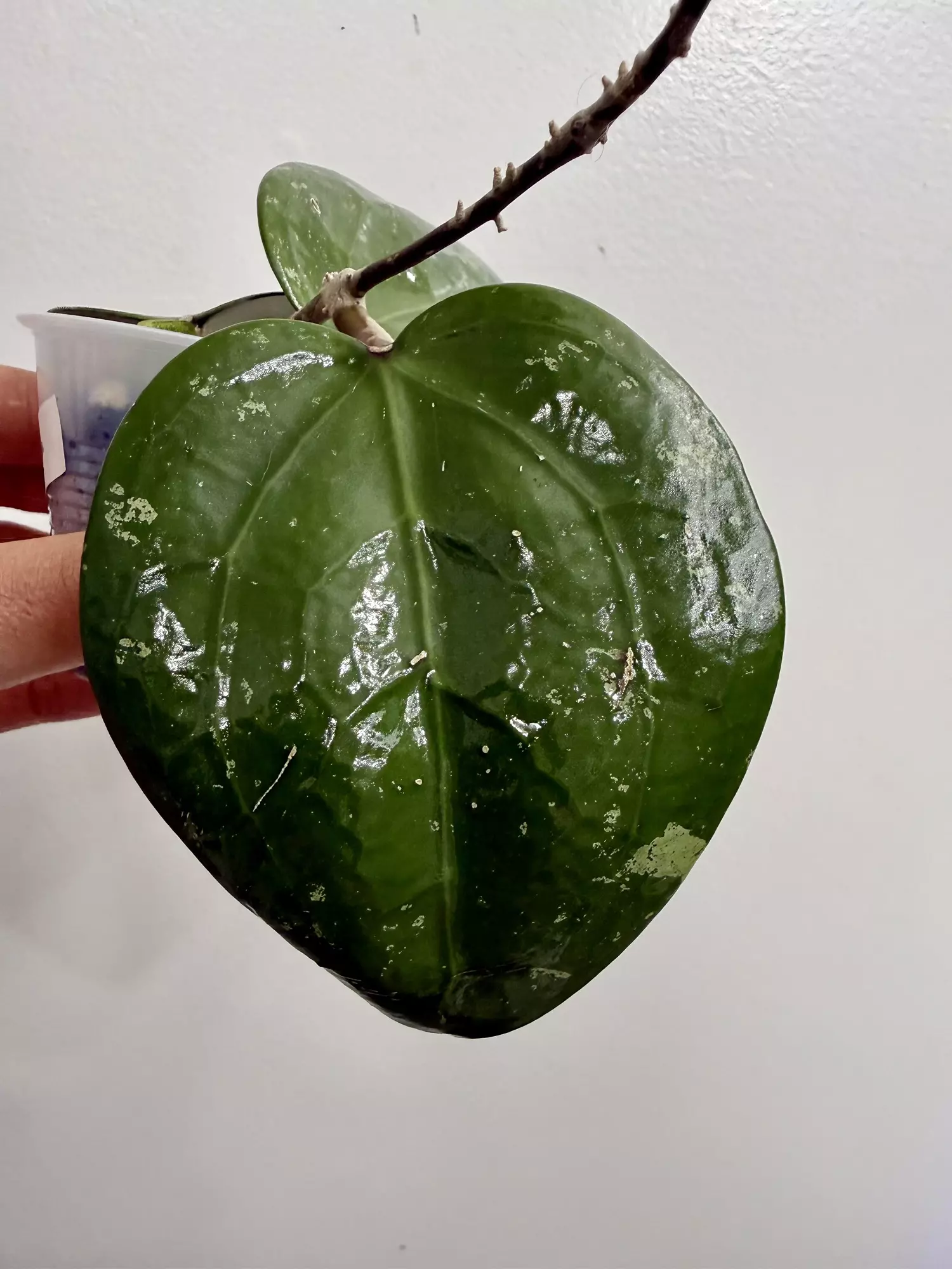 plant/Hoya WRX18-101 Verticillata HSL x Vitellina new (6)-1