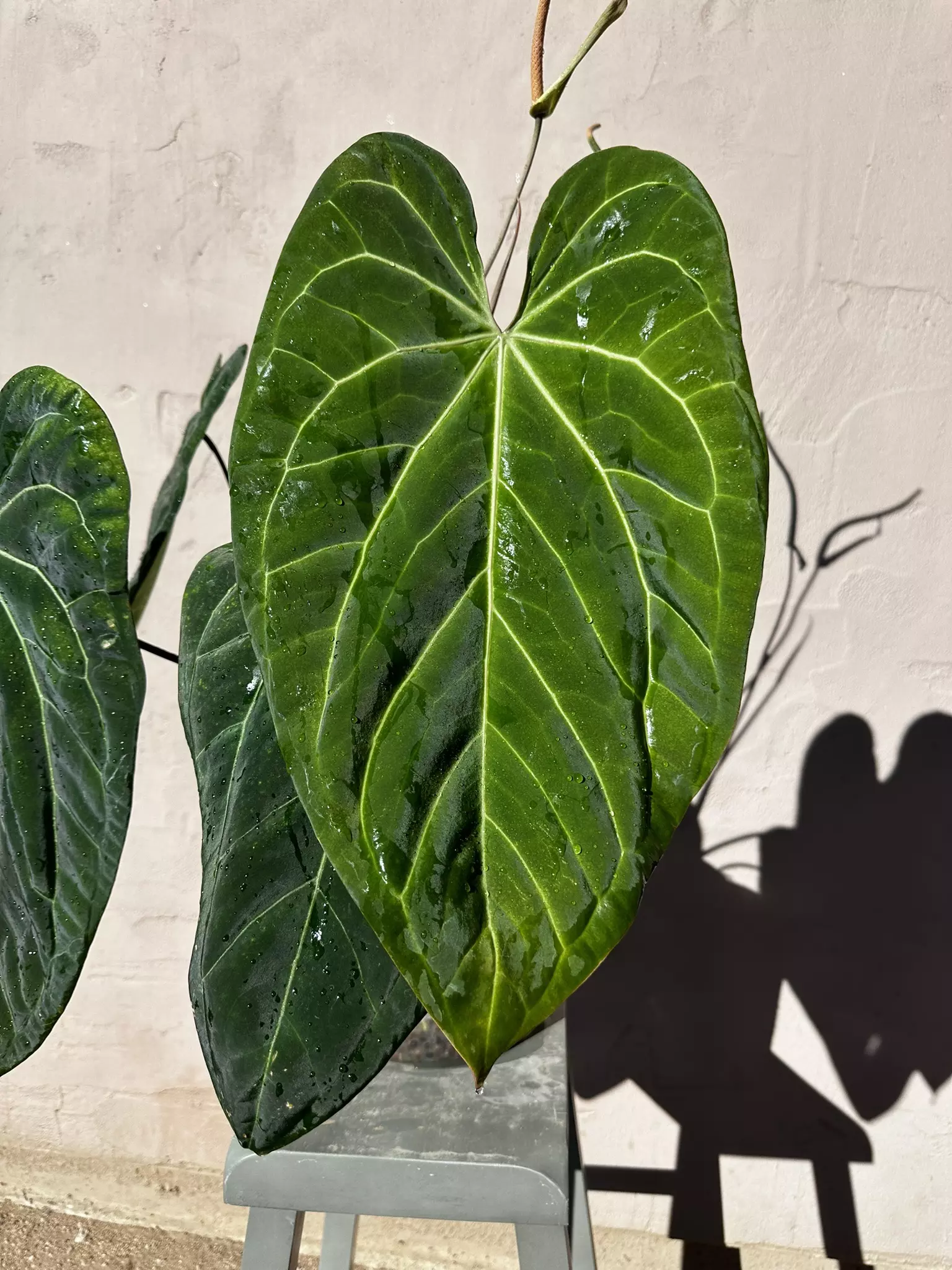 plant/0169 (Besseae x Crystal) x (sp. Napo x Forgetii)-1