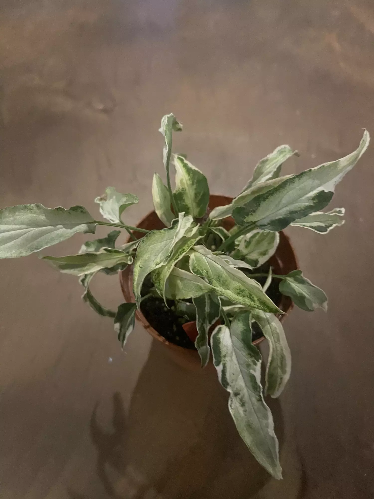 plant/Syngonium Starlite-0