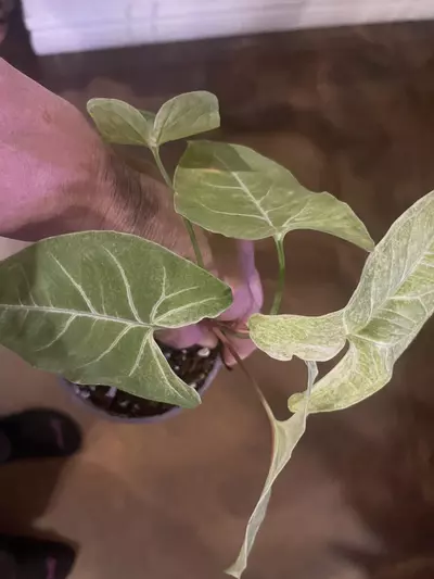 plant/Syngonijm Splash-0-thumbnail