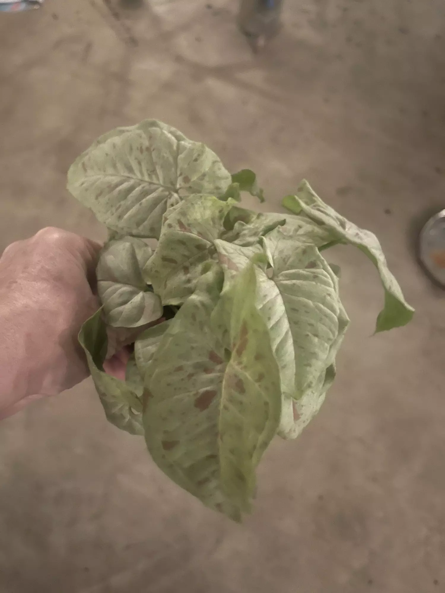 plant/Syngonium Milk Confetti-0