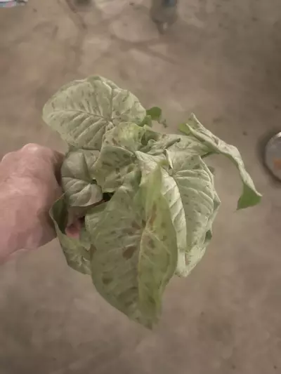 plant/Syngonium Milk Confetti-0-thumbnail