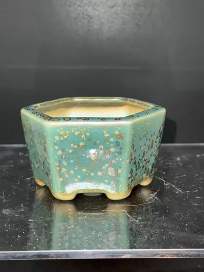 plant/Tiny “Mame” Bonsai Pot-0-thumbnail