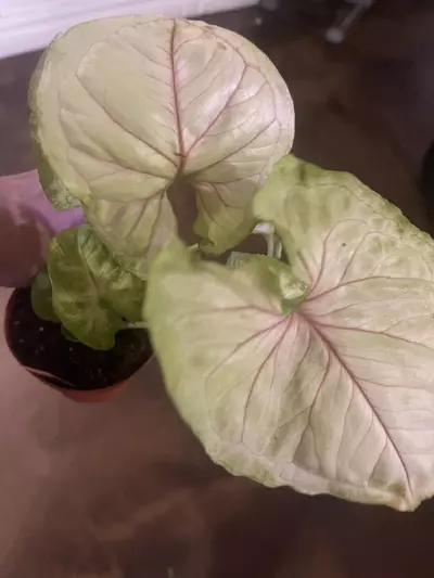 plant/Syngonium Illusion-0-thumbnail