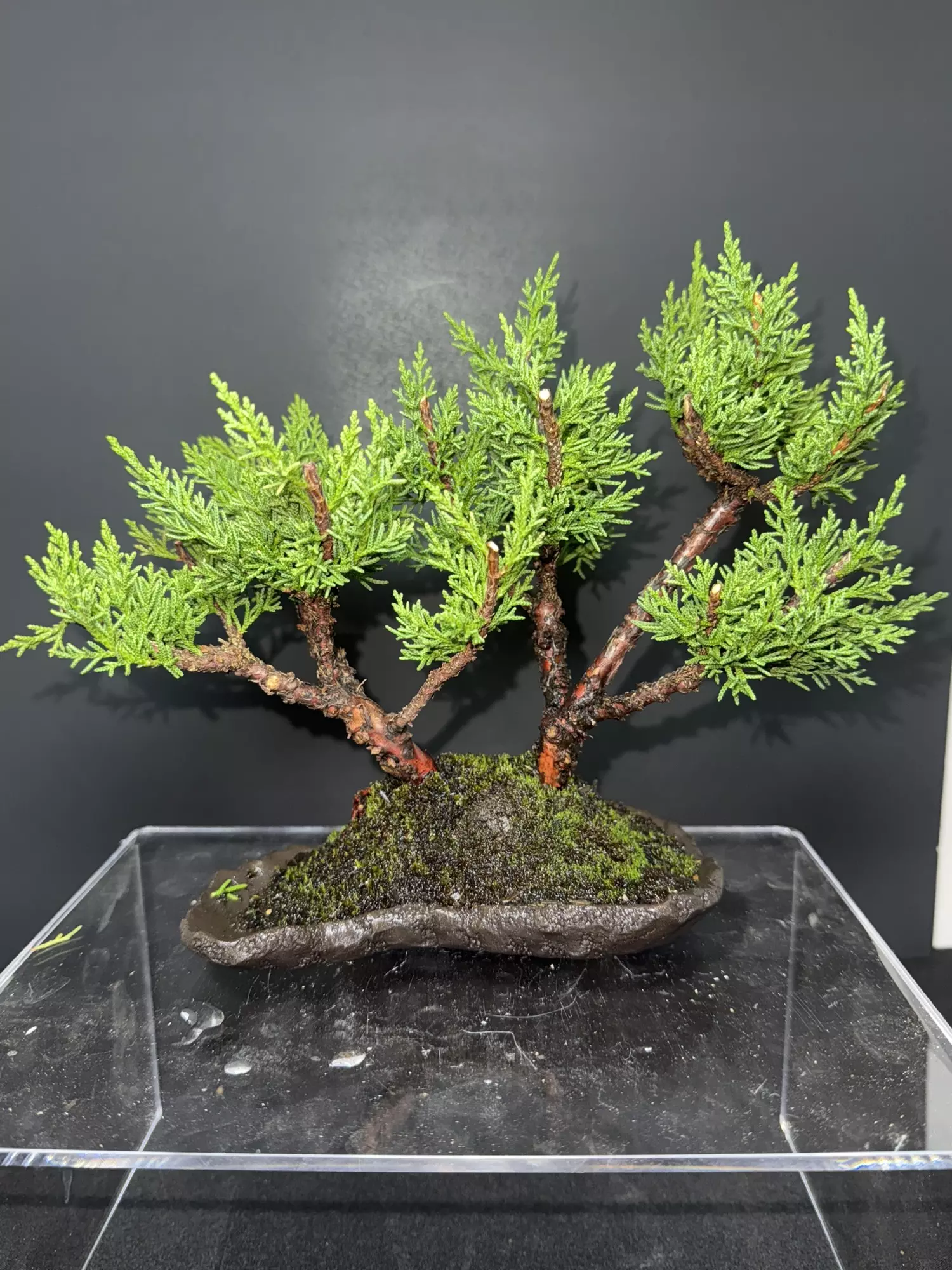 plant/Shimpaku Kishu Juniper Bonsai - Rock Slab-0