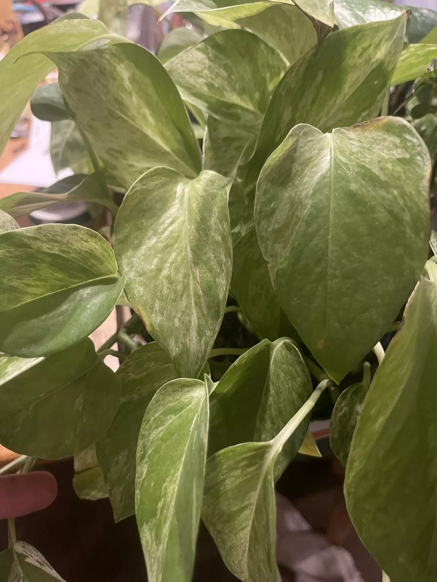 plant/Marble Queen Pothos 6 inch-0