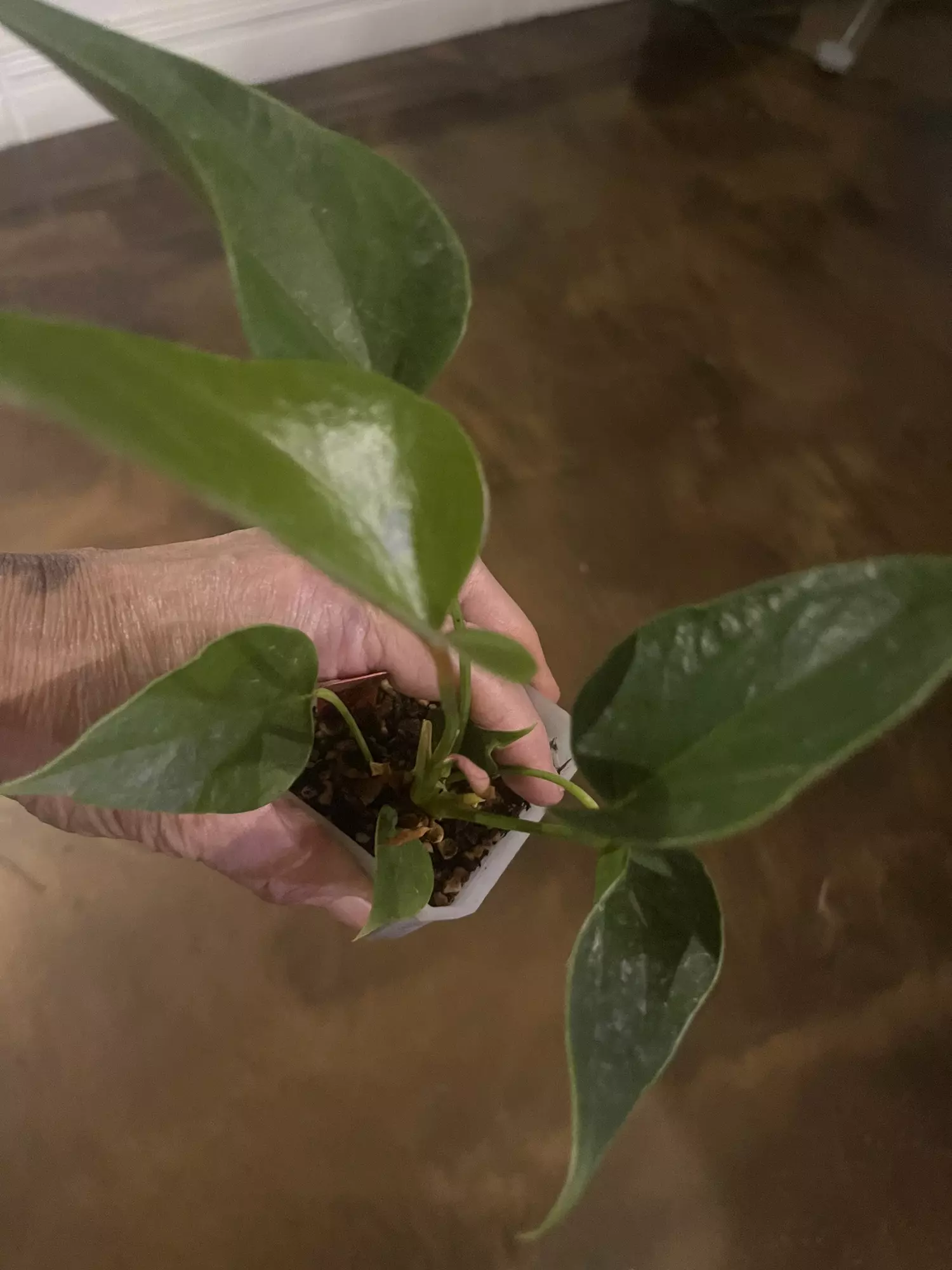 plant/Anthurium Red Success-0