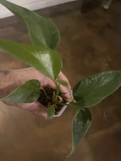 plant/Anthurium Red Success-0-thumbnail