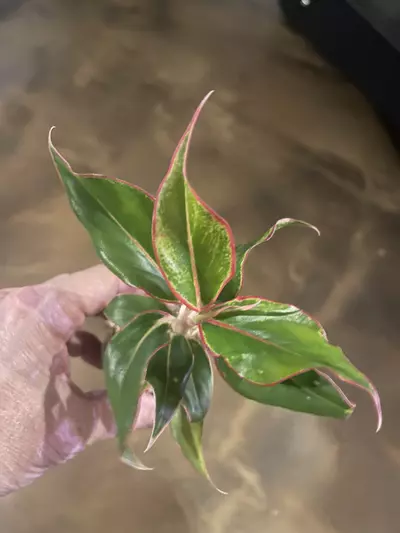 plant/Aglaonema Siam-0-thumbnail