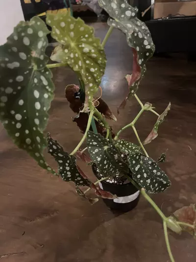 plant/Begonia sp.-0-thumbnail