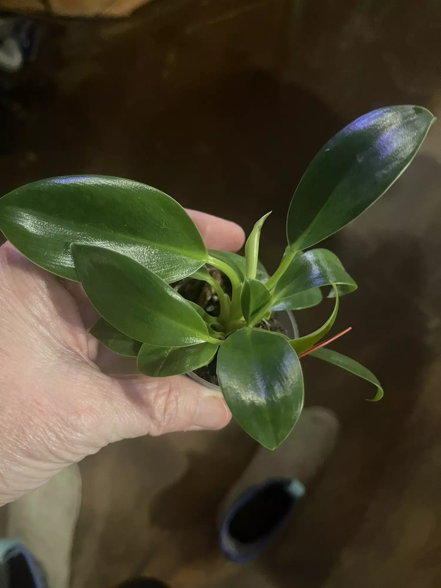 plant/Philodendron Birkn Starter-0