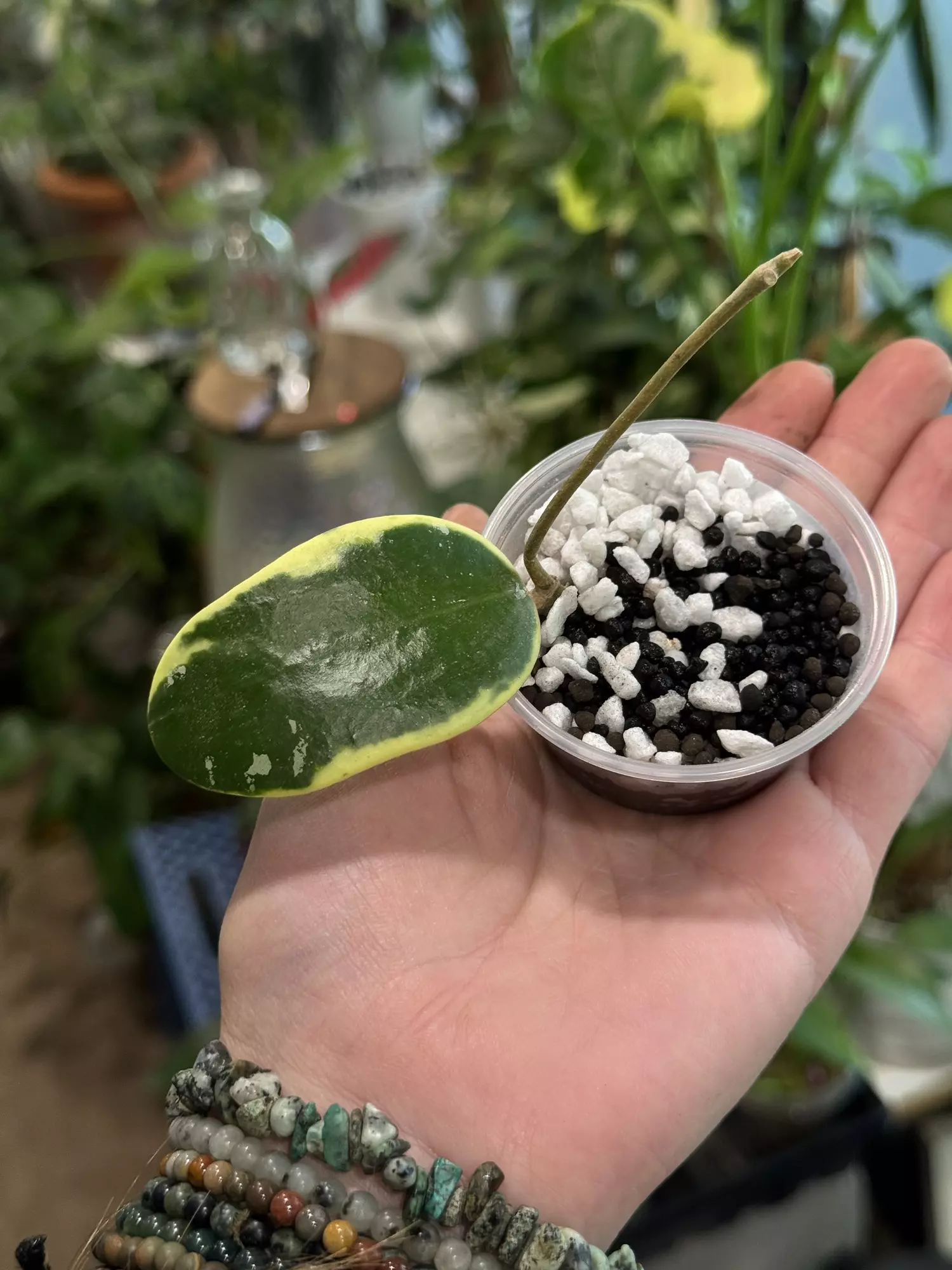 plant/445-Hoya Acuta outer variegated unrooted cutting in Fluval mix-0