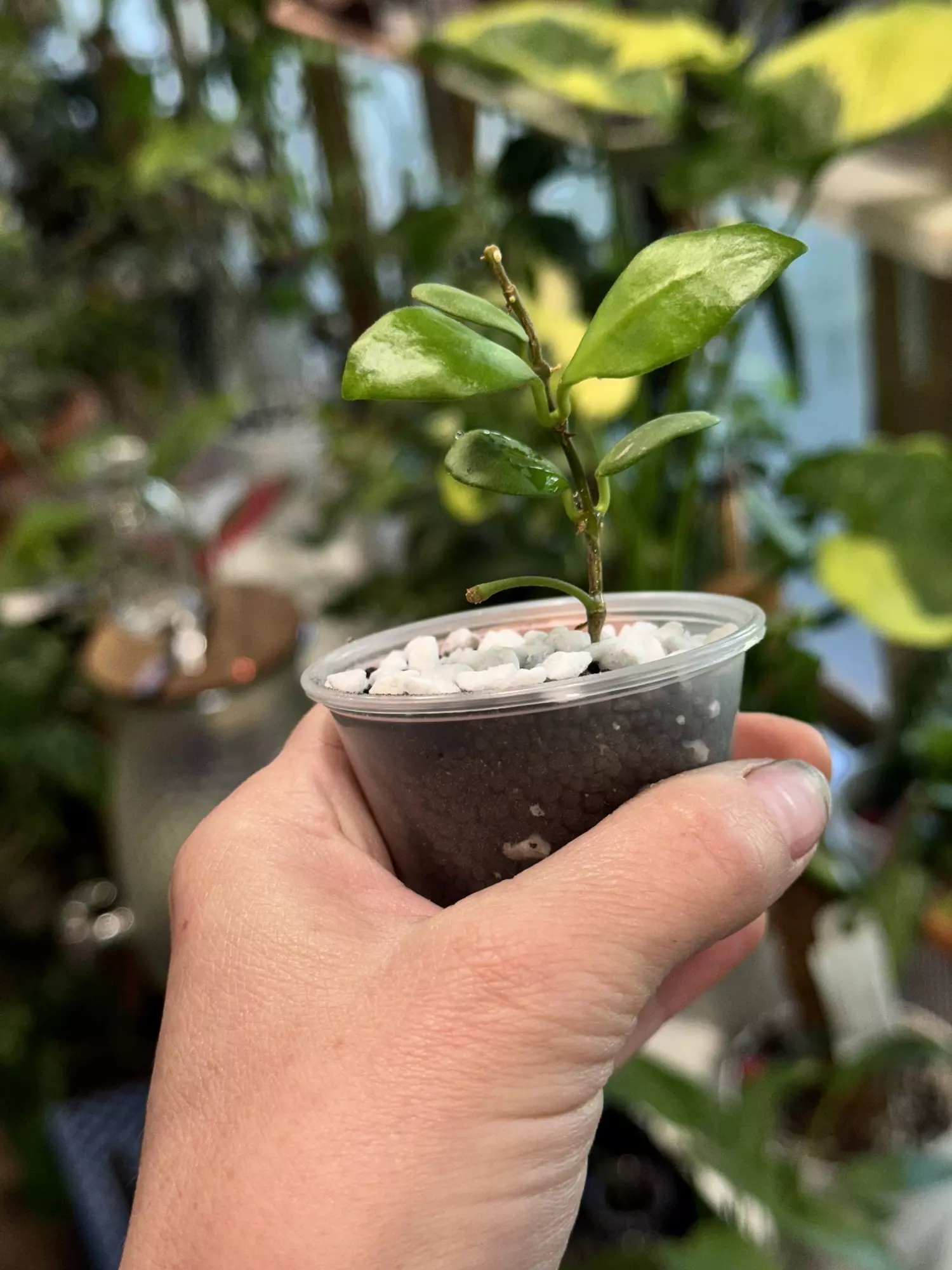 plant/Hoya Heuschkeliana pink w/peduncle unrooted cutting in Fluval-0