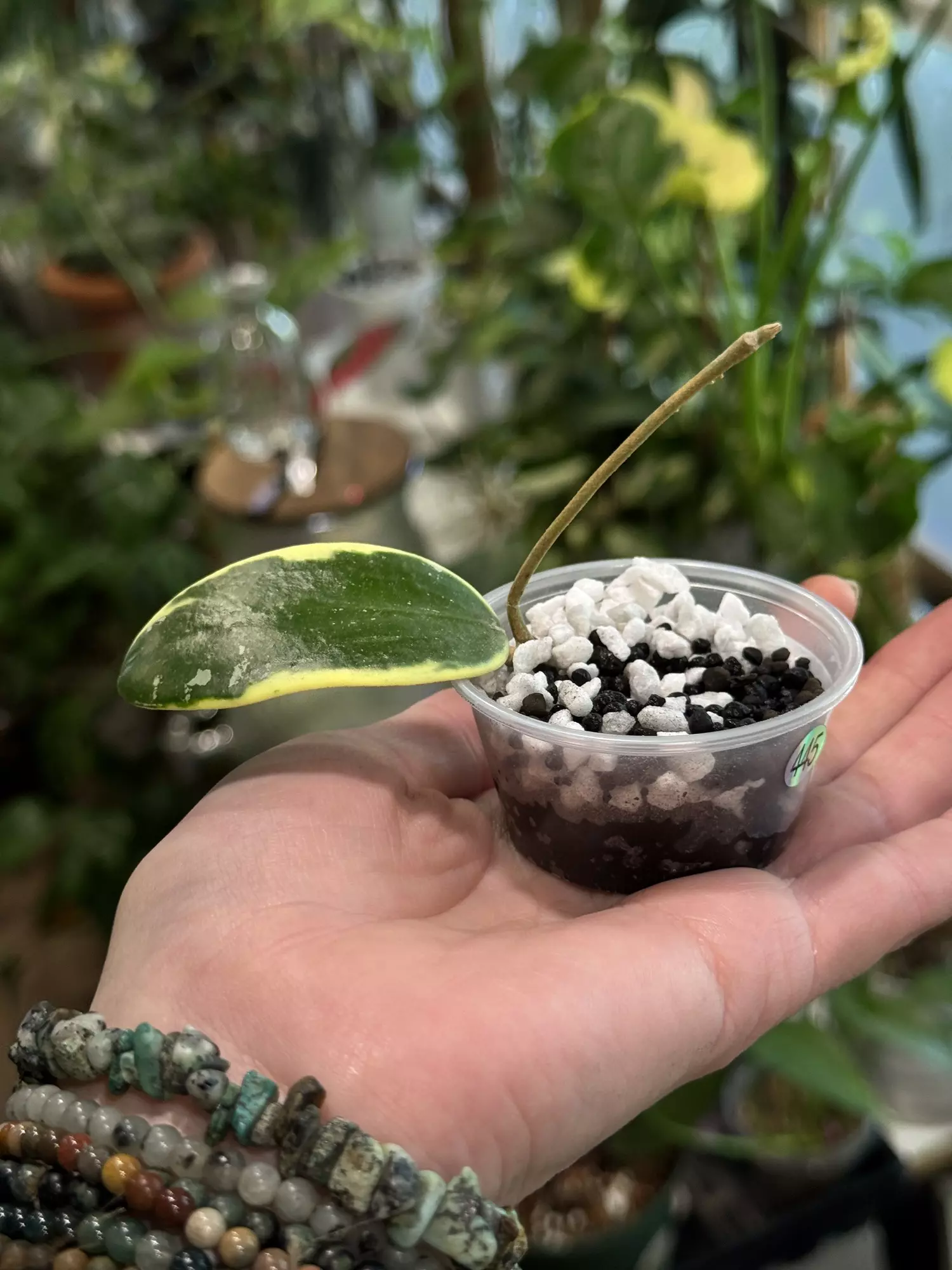 plant/445-Hoya Acuta outer variegated unrooted cutting in Fluval mix-1