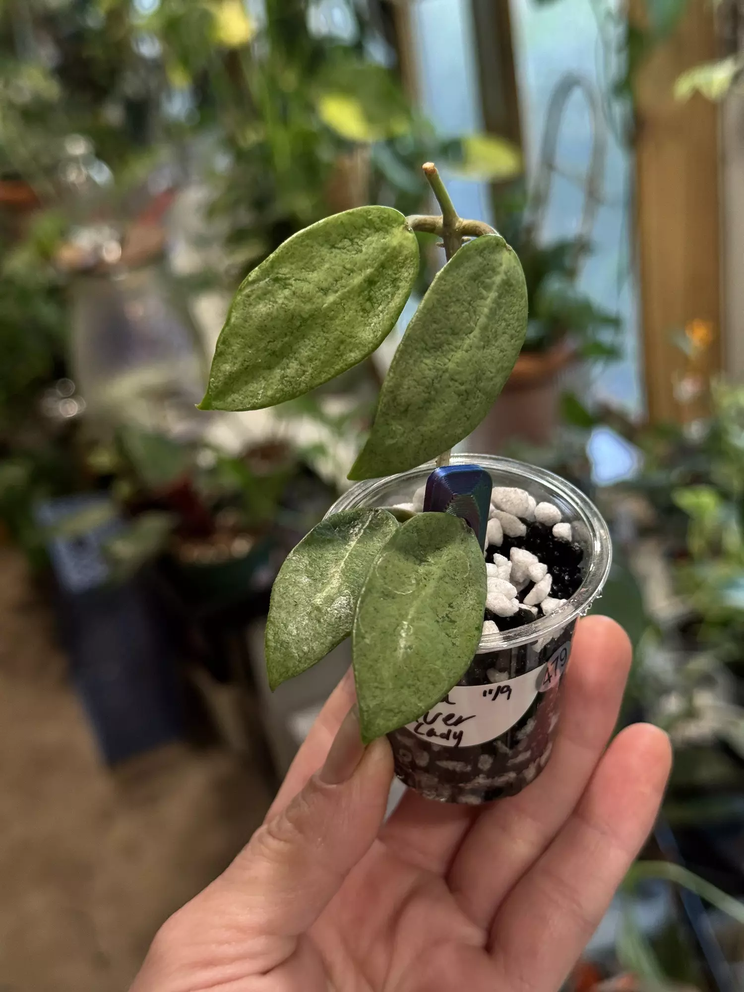 plant/479-Hoya Silver Lady unrooted cutting in Fluval mix-0
