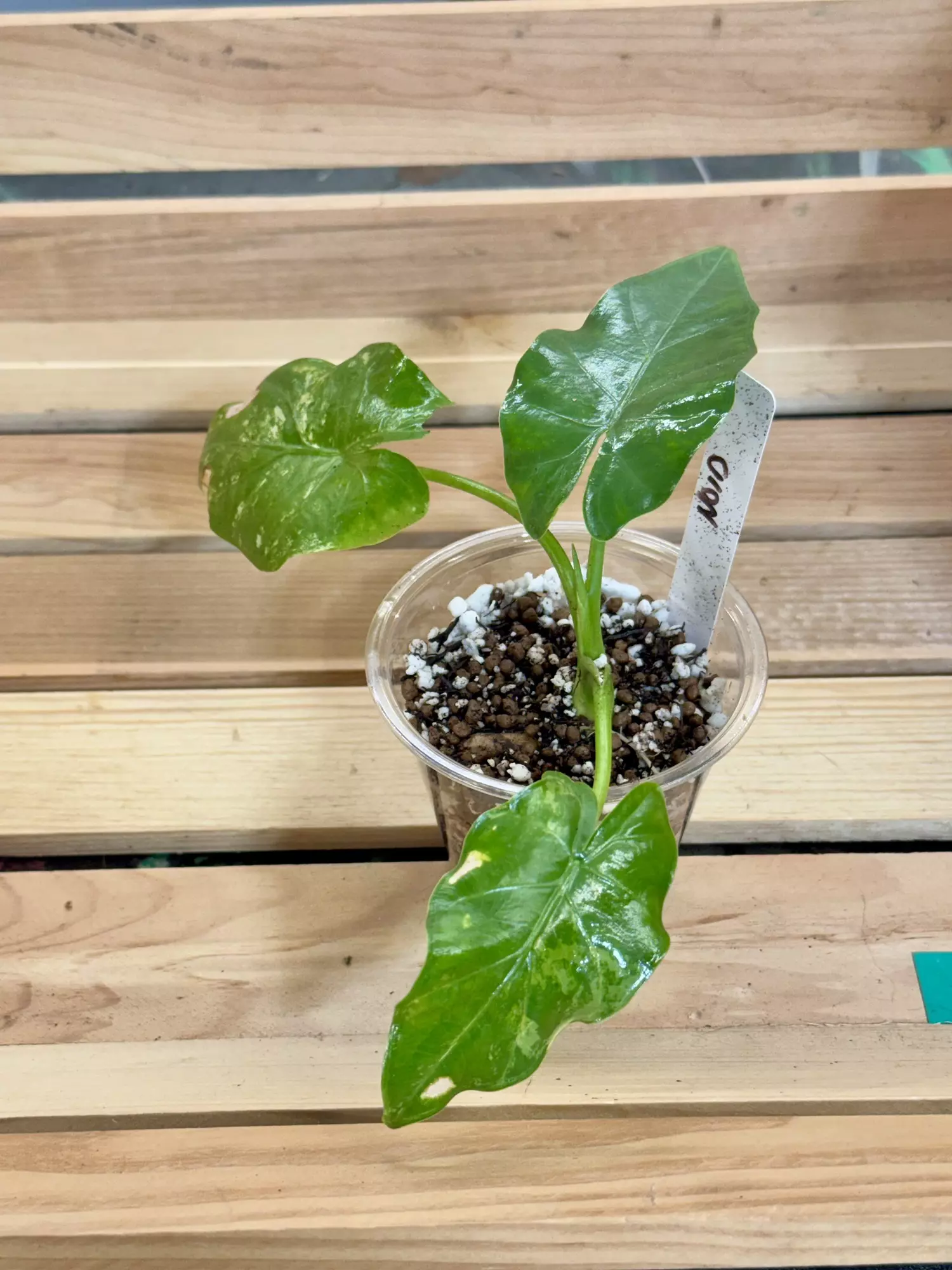 plant/458 NOID VARIEGATED ALOCASIA Mom in second photo-1