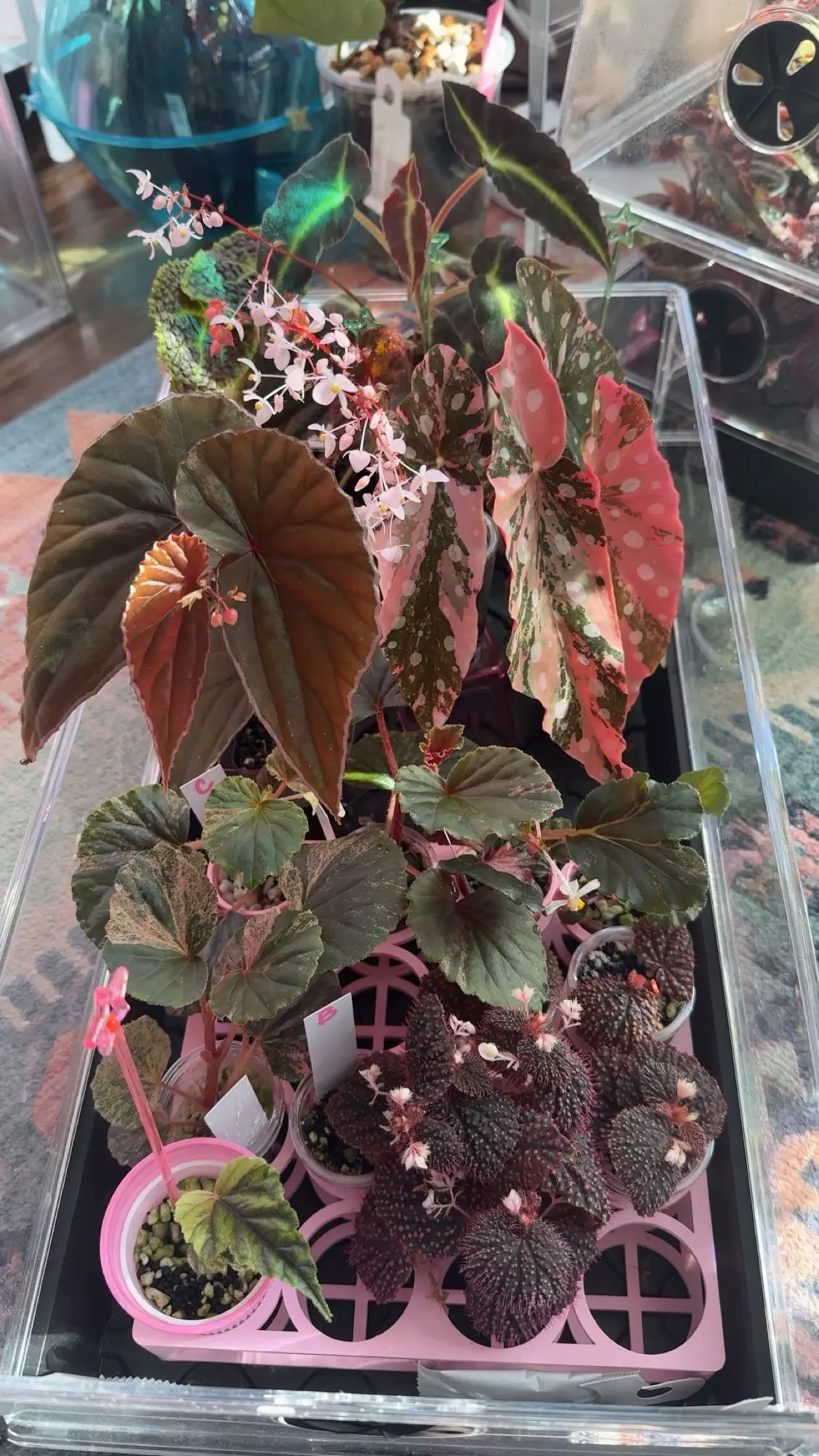 plant/Bougie Begonia Mystery Cutting Box (Read Description)-0