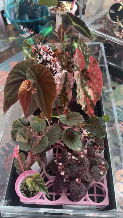 plant/Bougie Begonia Mystery Cutting Box (Read Description)-0-thumbnail