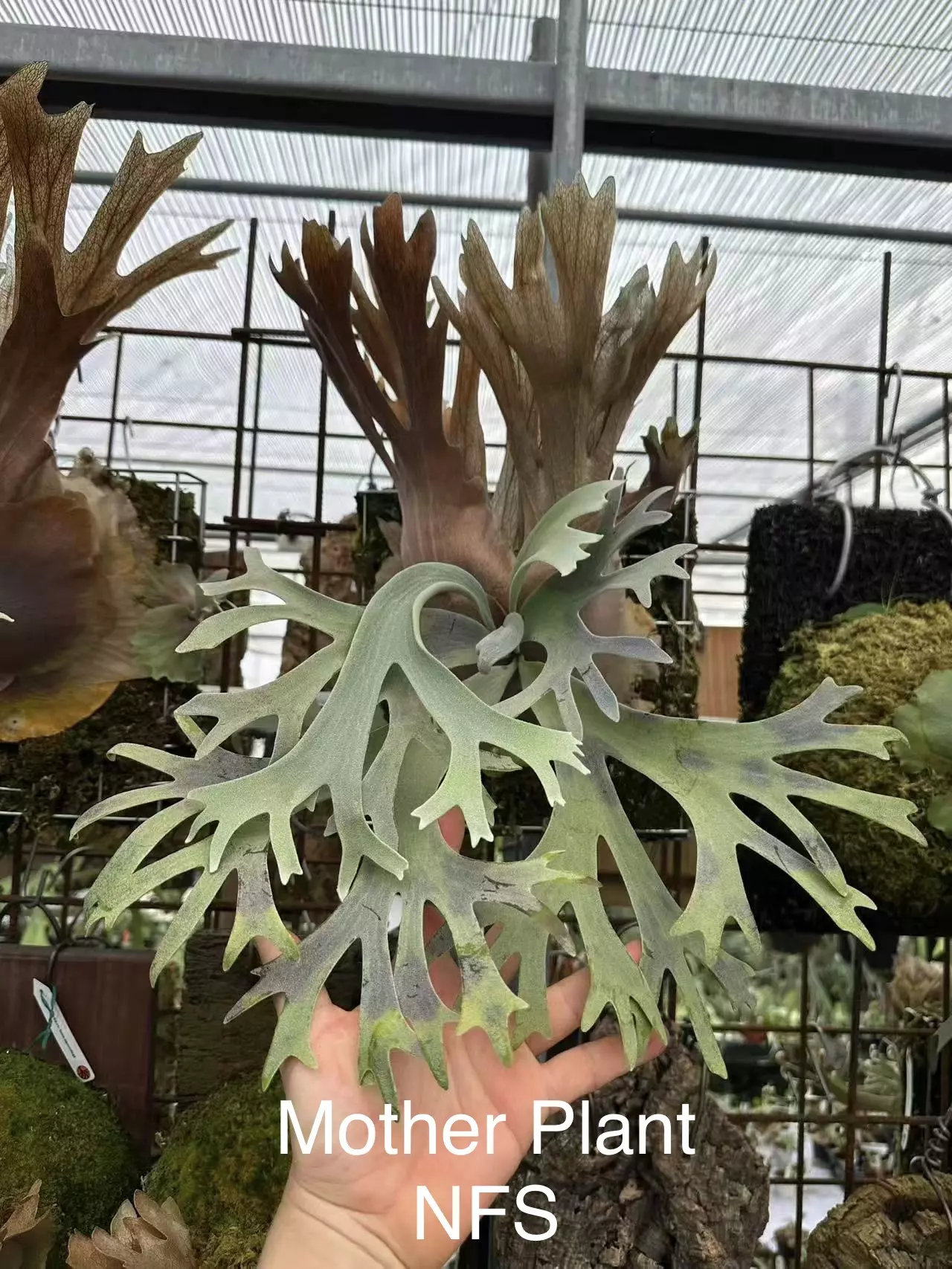 plant/P. G String Sporaling (Grower Choice)-0