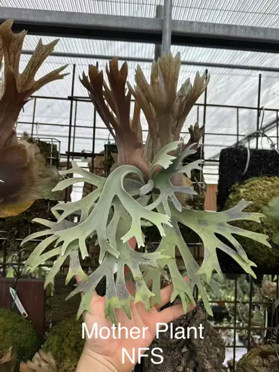 plant/P. G String Sporaling (Grower Choice)-0-thumbnail