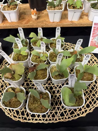 plant/P. G String Sporaling (Grower Choice)-1-thumbnail