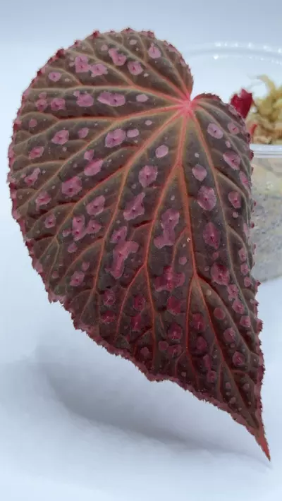 plant/Begonia Superchloro (Chlorosticta x Chloroneura) Starter Plant Growers Choice-0-thumbnail