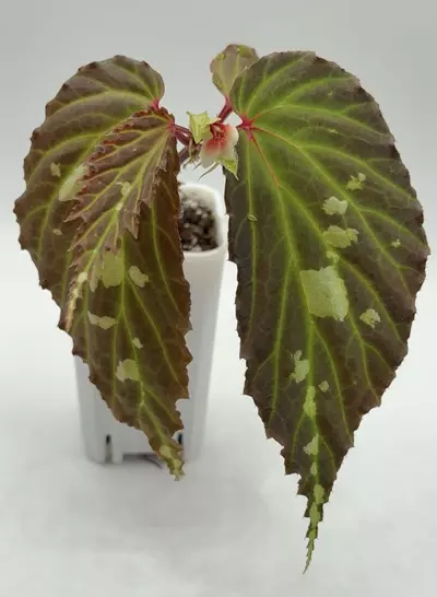 plant/Begonia Mantuk-0-thumbnail