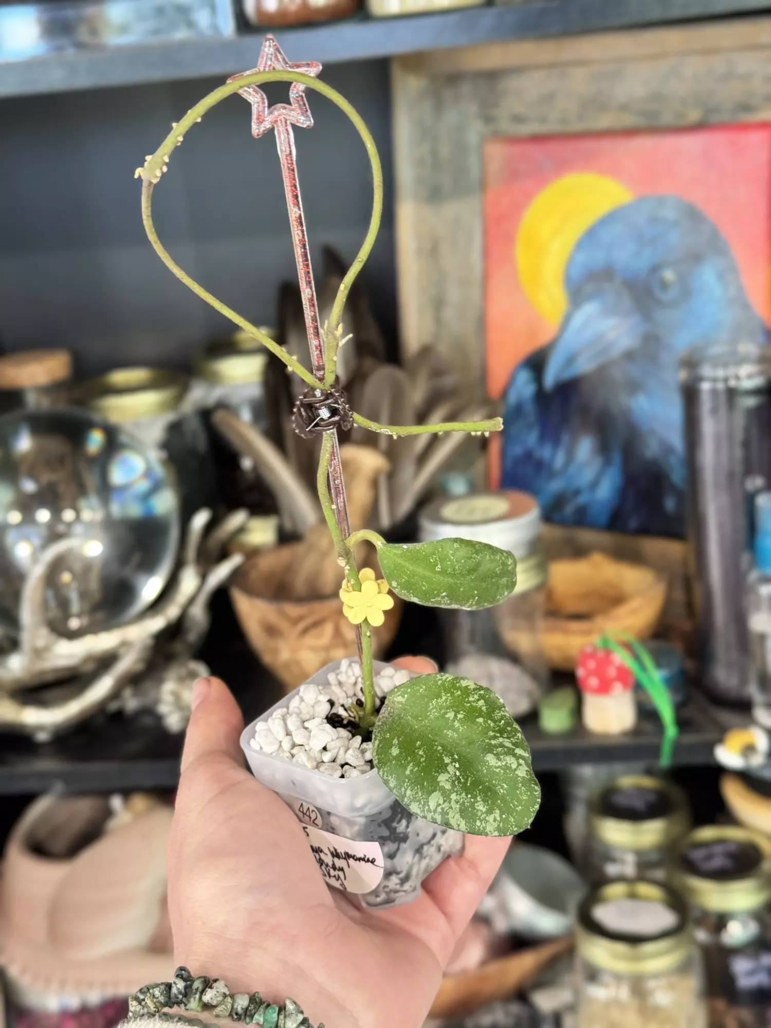 plant/442-Hoya Waymaniae Cloudy Sky unrooted cutting in Fluval mix-0