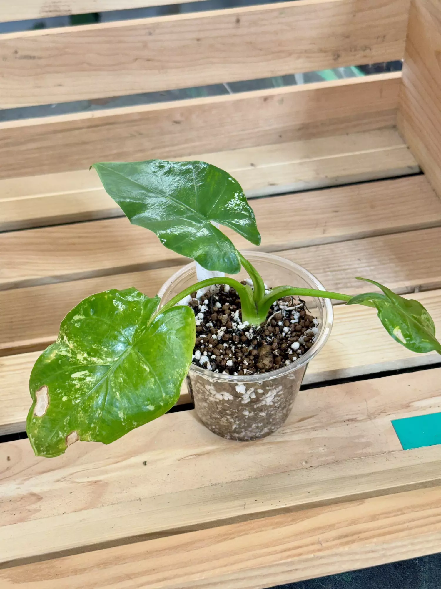 plant/458 NOID VARIEGATED ALOCASIA Mom in second photo-2