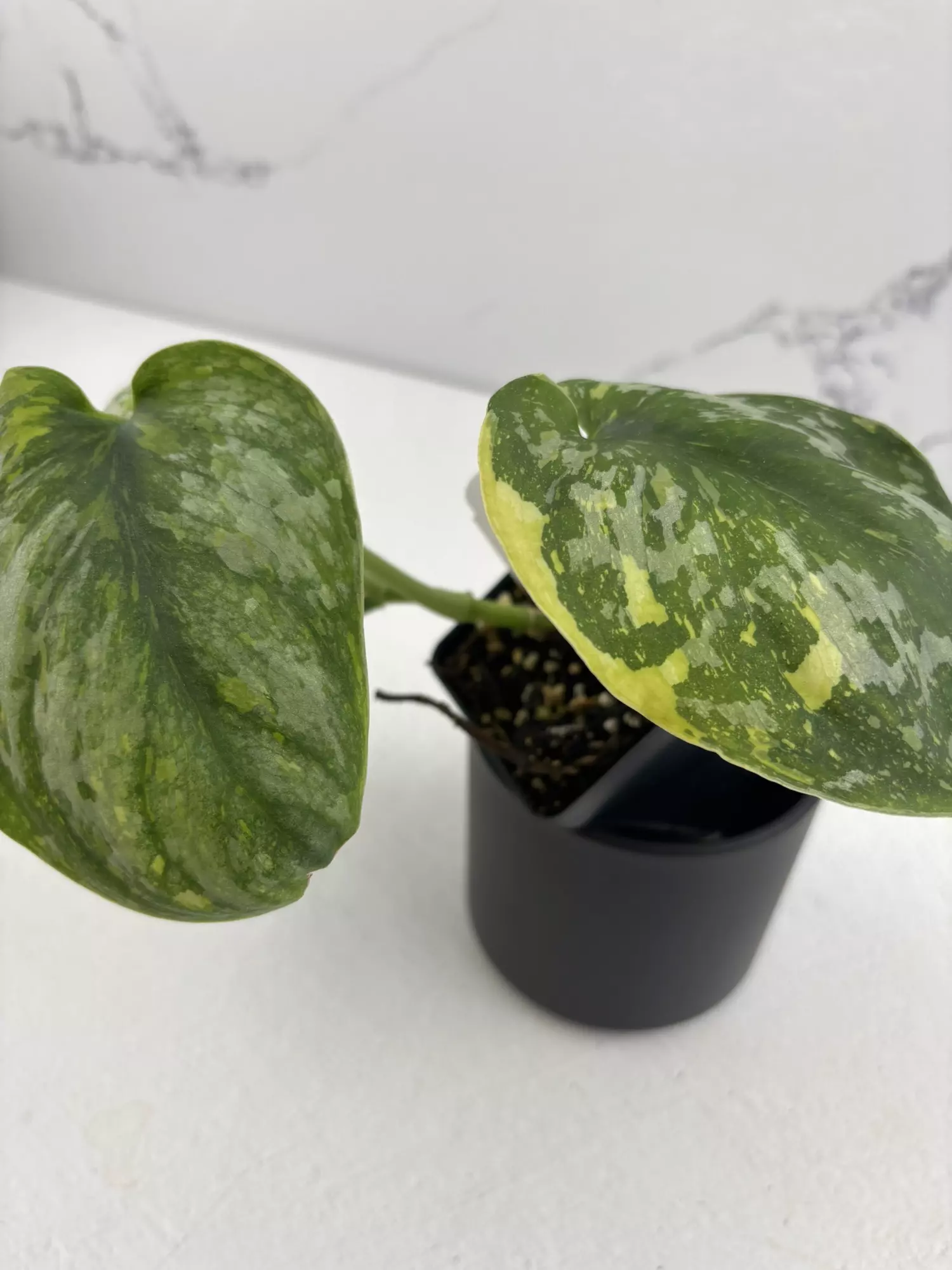 plant/PO3 Scindapsus pictus ‘Exotica’ Aurea variegated-1