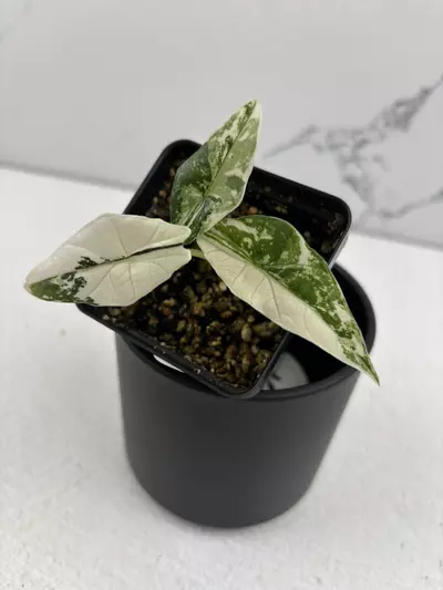 plant/PO6 Alocasia Simpo albo variegated -0-thumbnail