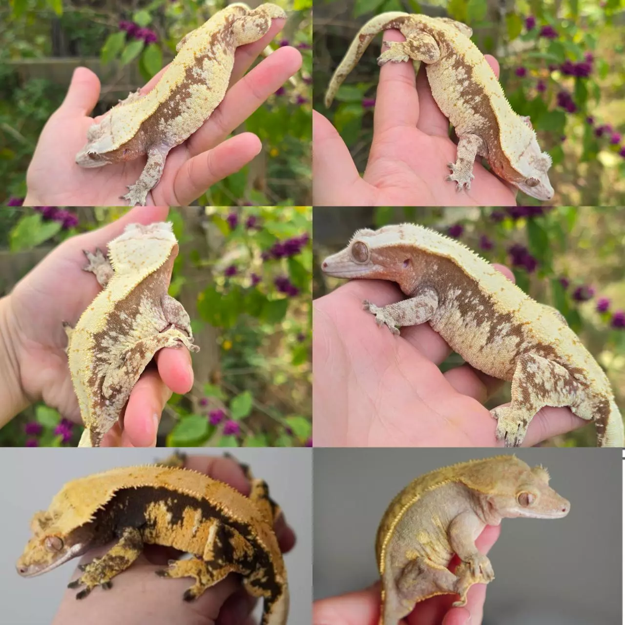 plant/Blushy proven female-0