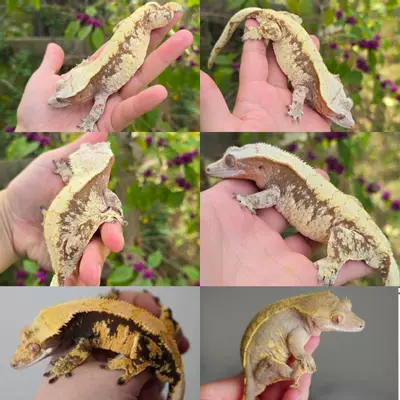 plant/Blushy proven female-0-thumbnail