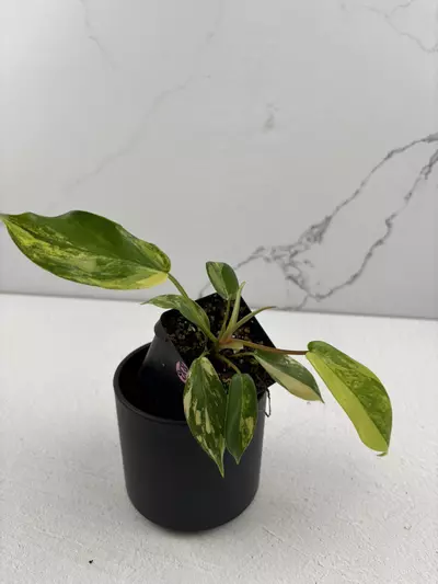 plant/PO35 Philodendron Florida Beauty variegated-1-thumbnail