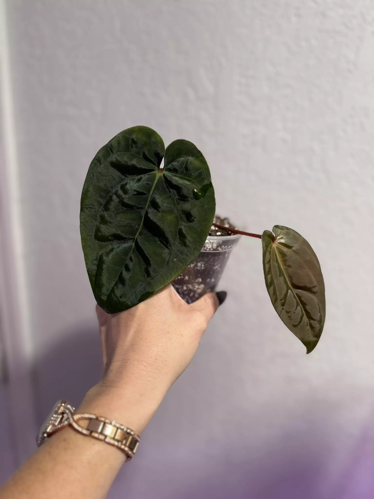 plant/(Carla x BVEP) x aos offset-0