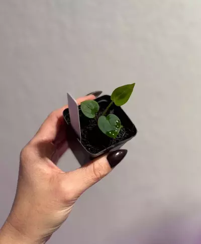 plant/BWM x Carla (round x gph001)-0-thumbnail