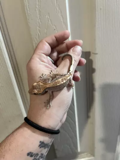 plant/Npv 5g cap-0-thumbnail