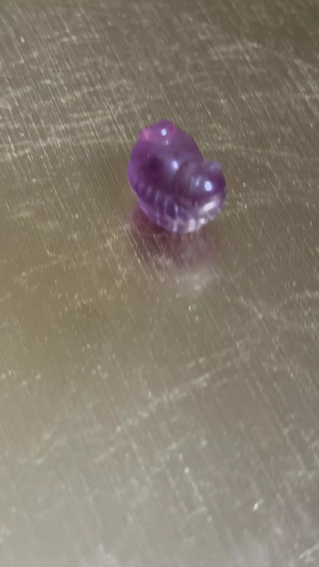 plant/Sleeping kitty-0