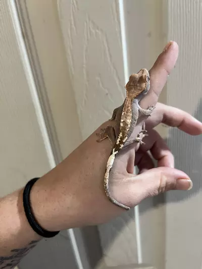 plant/Npv 5g cap-1-thumbnail