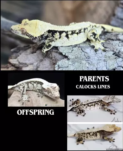 plant/Mirage-1-thumbnail