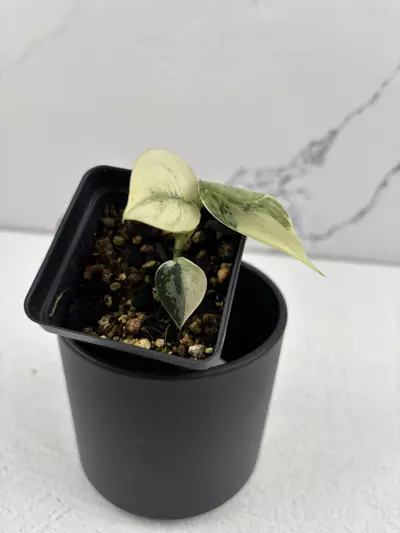 plant/PO7 Scindapsus Mayari albo -0-thumbnail
