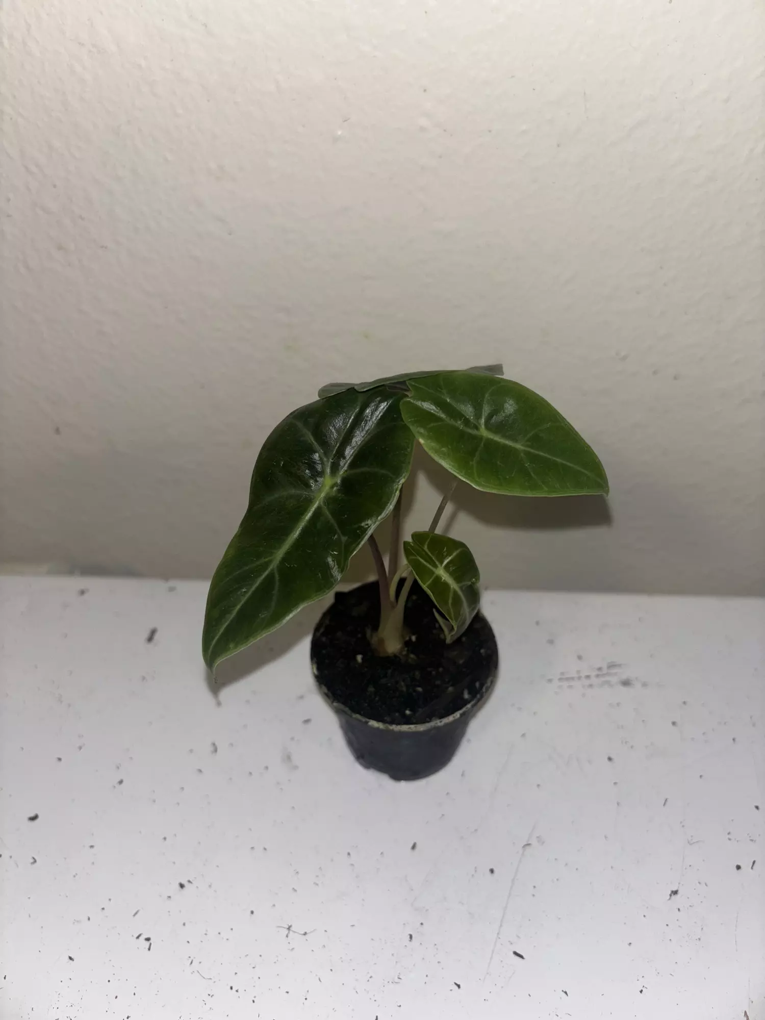 plant/Alocasia Longiloba Watsoniana #2323-0