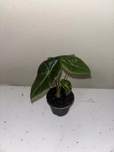 plant/Alocasia Longiloba Watsoniana #2323-0-thumbnail