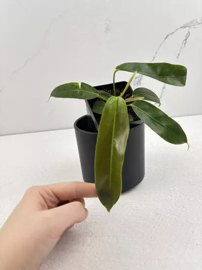 plant/PO11 Philodendron Patriciae-1-thumbnail